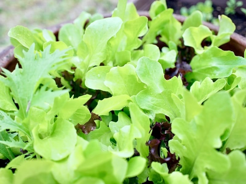 ベビーリーフの育て方プランター栽培で種から初心者が収穫できる方法家庭菜園インフォパーク