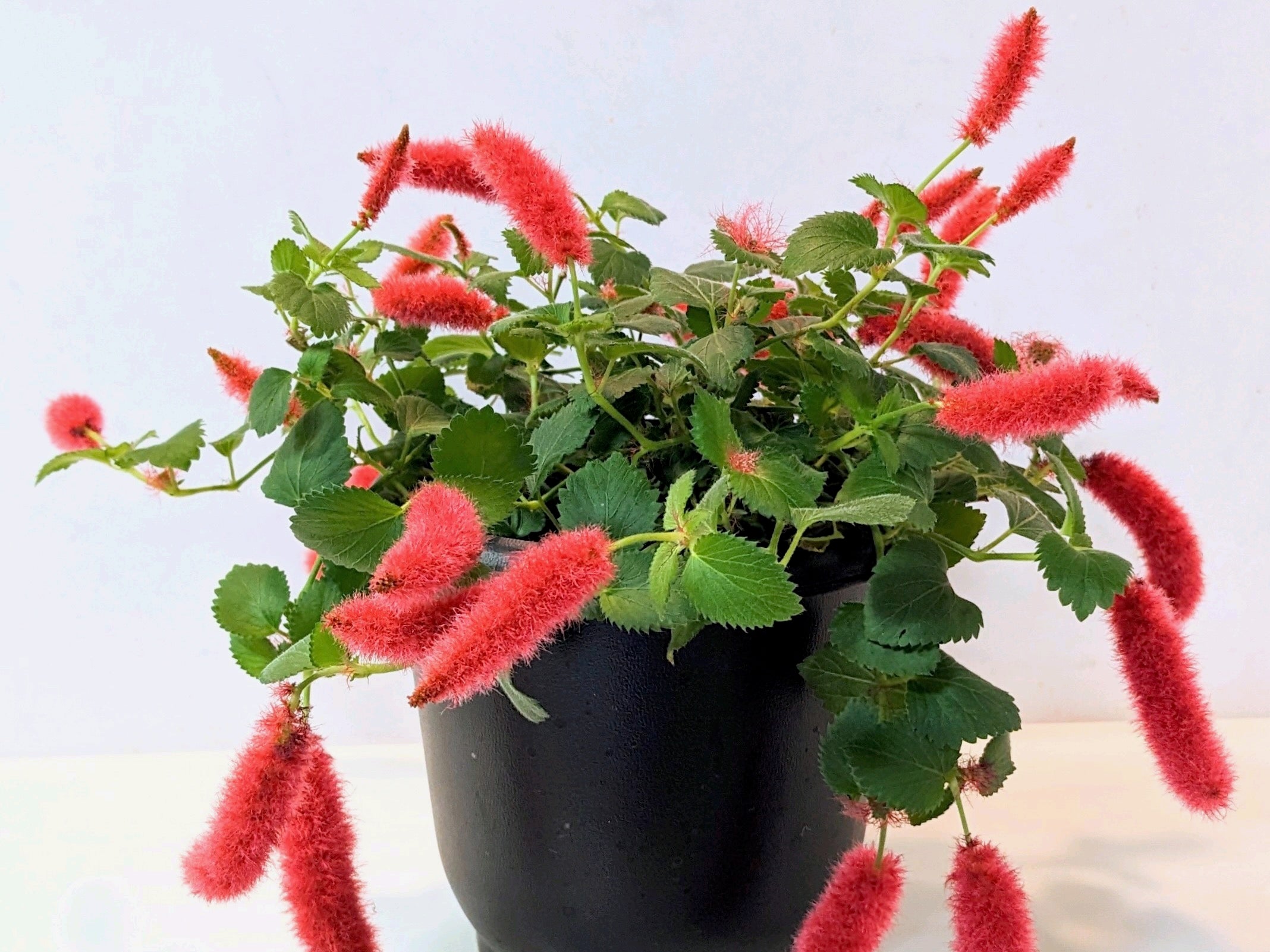 花 キャッツテール アカリファ の育て方・植え付け