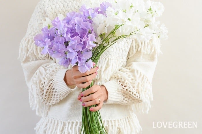 残2紫の絞りが素敵なスイートピー詩かすみ。 しかしスイートピーてどうしてこんなに いい香りなの🥺 スイートピーの束に顔をうずめたい。詩かすみ 仙台花屋