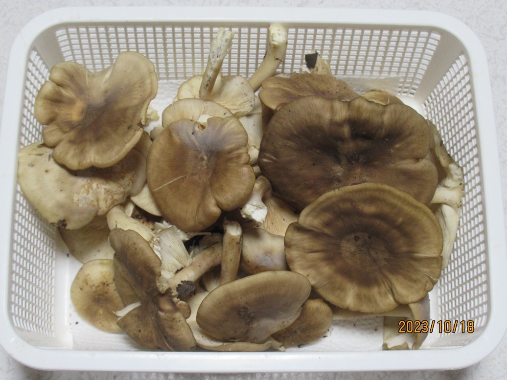 極上極小粒 天然アミタケの塩漬け300g 他少量オマケ有り野菜 きのこ 産直アウル 農家から直接野菜などの食材を購入できる産地直送の宅配通販サイト