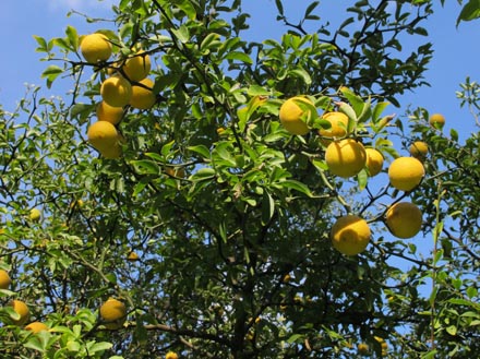 カラタチ実、宿り木2種 他 : 当尾 とうの からの風の便り