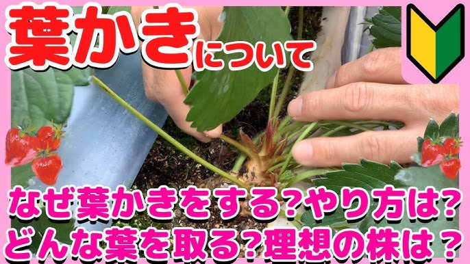 ハダニや葉焼けを受けた苺を回復させる方法！明日は明日の薔薇が咲く