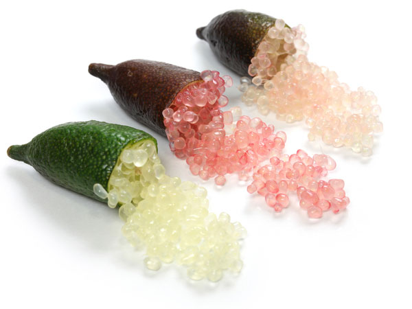 カラタチの実を楽しむ♪輝く美しさを