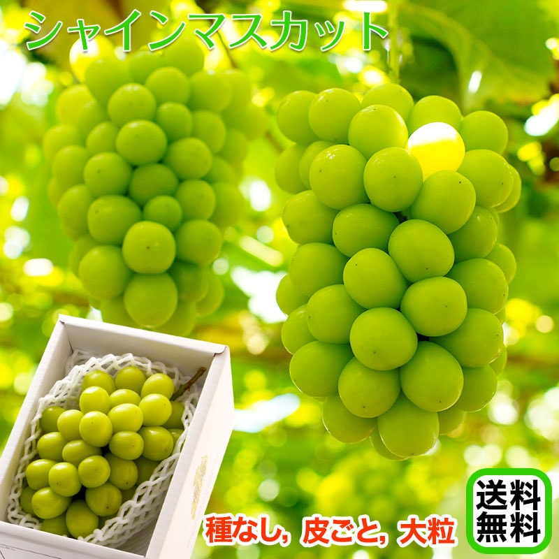 シャインマスカットが美味しい旬の時期は？どこの産地がおすすめ？ふるさとのかほり