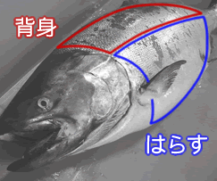 楽天市場 鮭 腹身の通販