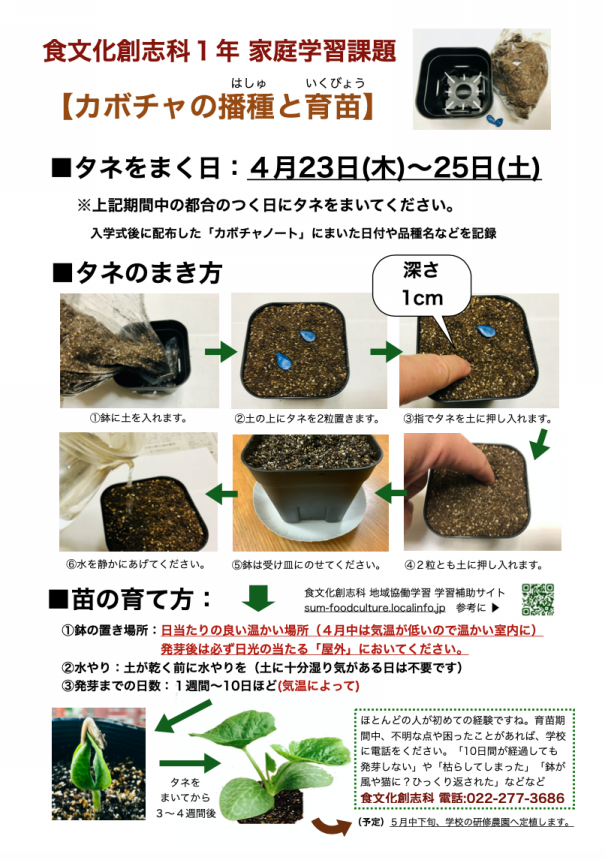 ​我が家のカボチャ摘心方法, 家庭菜園初心者でもチャレンジできます。, 摘心することで栄養が集中し、脇芽が強く育つため、収穫量が期待できる。,摘心の手順:, 親づるが5節程度になったら先端を摘心する。摘心することで脇芽 子づる が伸びる。力強い子づるを2本残し、他の脇芽をカットする。,花の特徴:, 花は黄色で、下部が膨らんでいるのが雌花、膨らんでいないのが雄花である。, 受粉のポイント:,