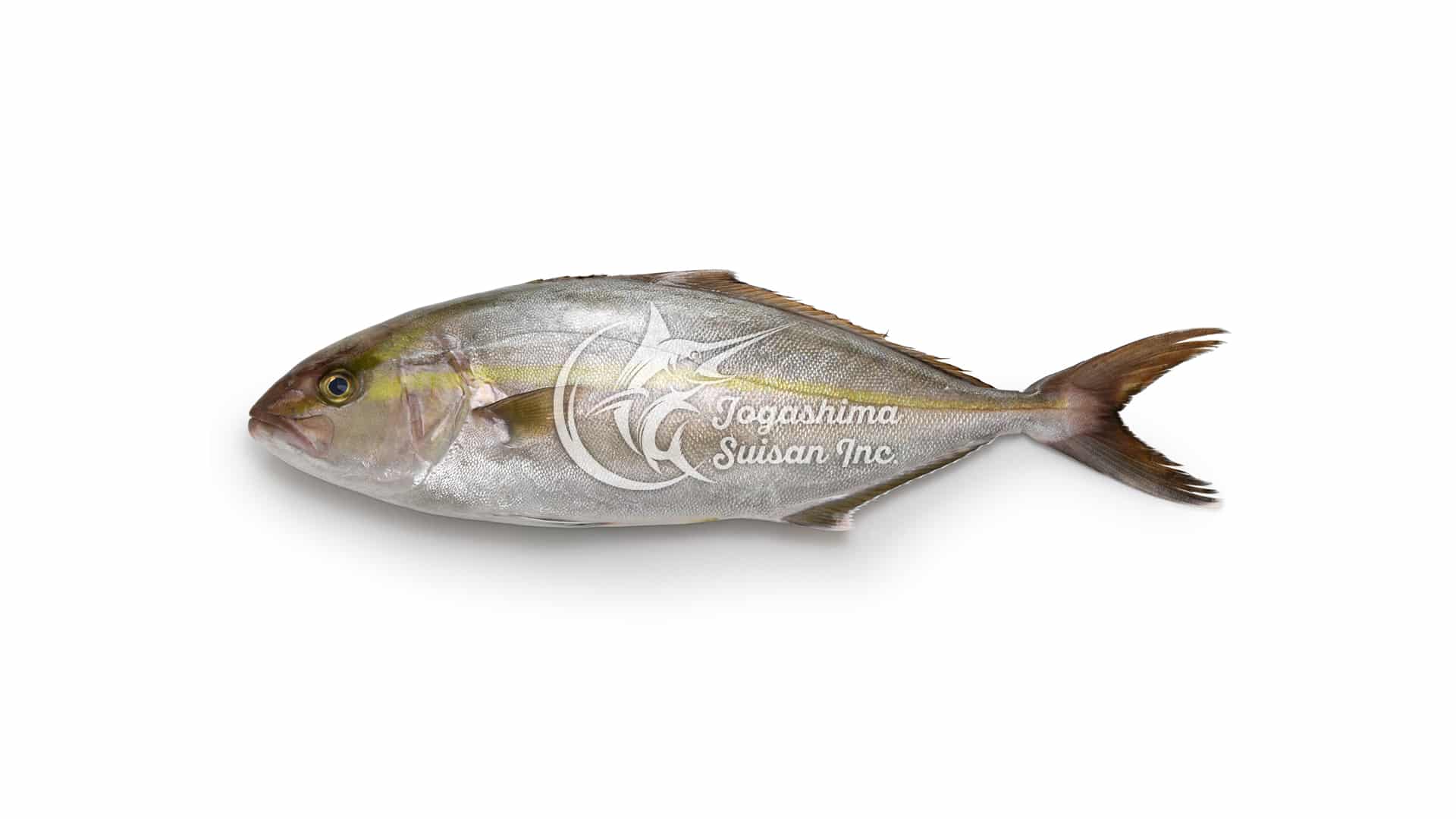 シイラのことなら毎日漁港へ目利き一筋！かにの山米