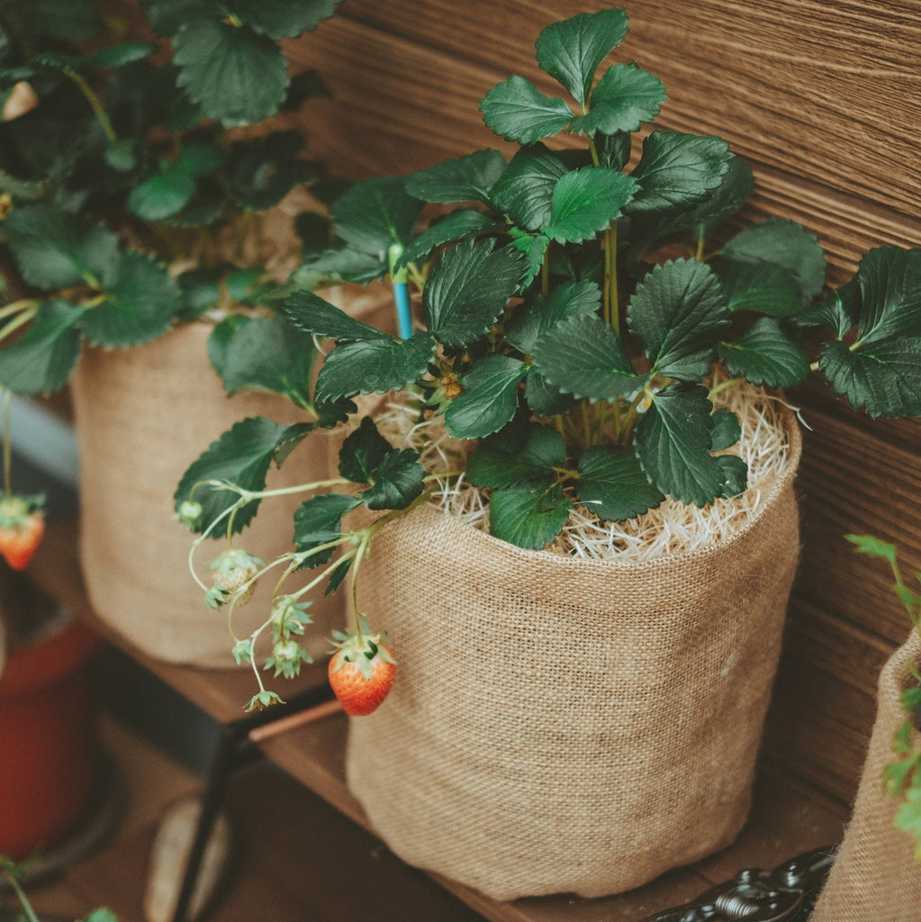 イチゴ プランター編 - 園芸特集 - 株式会社 東 商