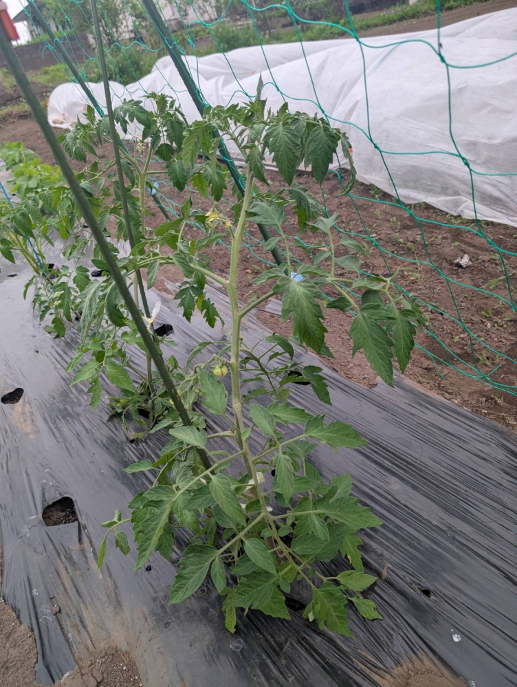 第8回 根菜類・イモ類のトラブル① 根菜の表面が食べられた、染みができた、タコ足状になったこんな症状の時どうする？病害虫トラブル110番 野菜編 読みものサカタのタネ 家庭菜園・園芸情報サイト 園芸通信