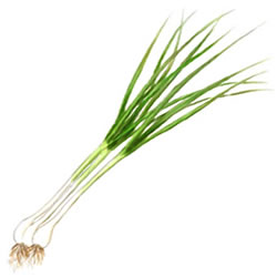 わけぎ栽培をプランターで！初心者でも育てやすいわけぎの育て方 - 農業屋