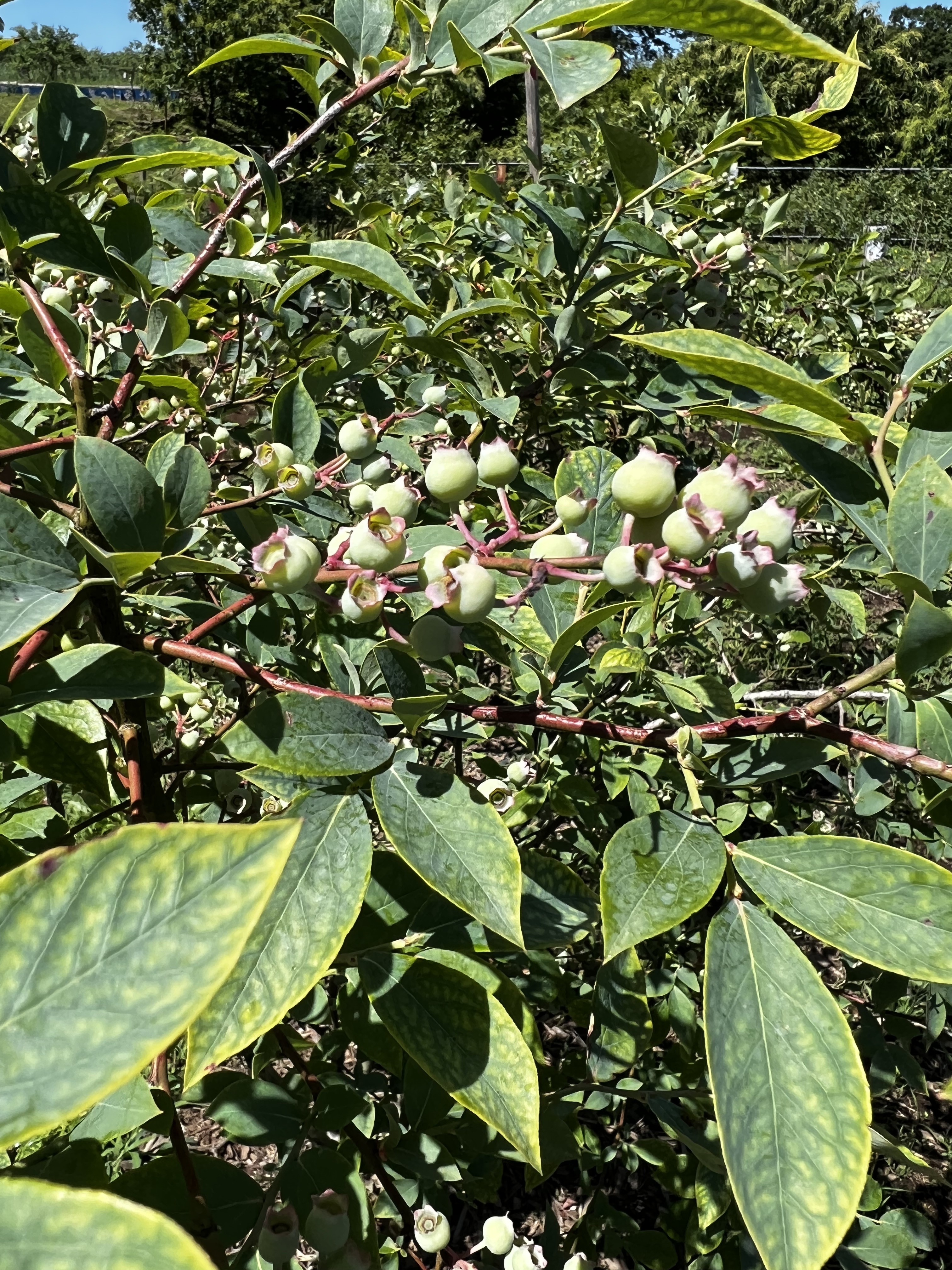 ブルーベリーＪＡ木更津市