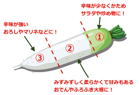 大根 部位別の使い方と風呂吹き大根スープ How to use different parts of radish - YouTube