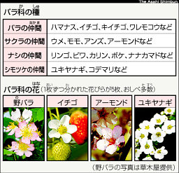 花粉症など意外なことが関係する『大人の食物アレルギー』