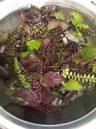 赤紫蘇の実の醤油漬け - 衣食住農 「自家製」生活