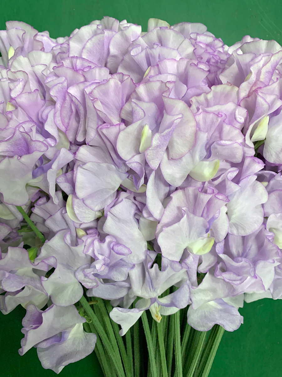 アトリエのスイートピー 麝香豌豆,sweet pea - パルファン サトリの香り紀行