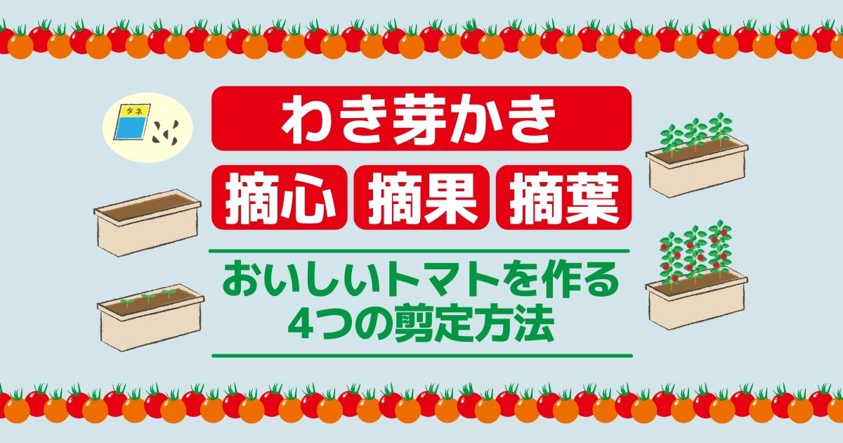 家庭菜園 トマトの剪定方法まとめ！初心者さんも取り組んでみて