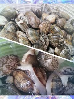 あさりの砂抜き砂出しの方法 失敗の原因・時間・保存