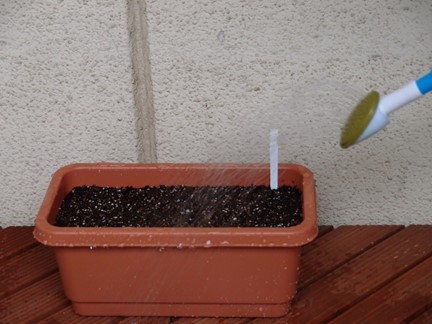 ちぢみほうれん草の育て方 冬の家庭菜園におすすめ野菜のちぢみほうれん草とは？家庭菜園の仲達と家庭野菜宣言