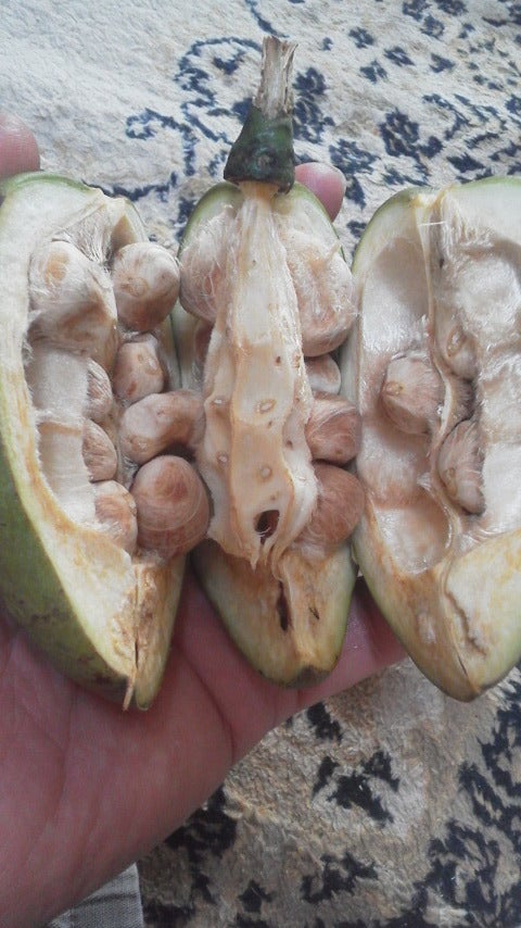 パキラの花と実 - ミュージアムブログ - ときわミュージアム - ときわ公園山口県宇部市