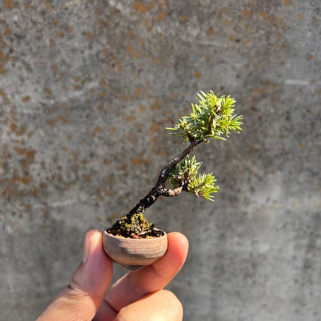 楽天市場現品豆盆栽 黒松 2鉢 No.2825松柏盆栽ミニ盆栽: 石田精華園 楽天市場店