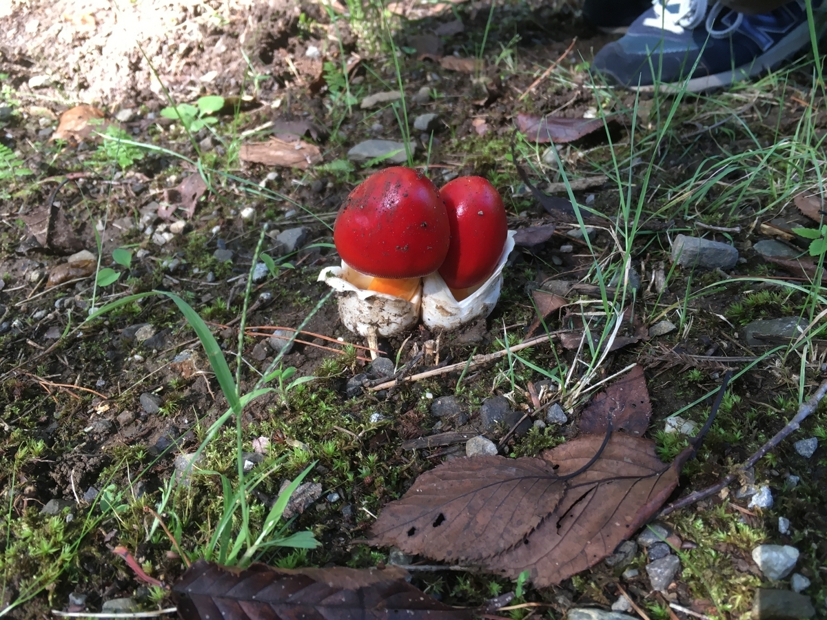 キタマゴタケ: きのこ狩 関東周辺