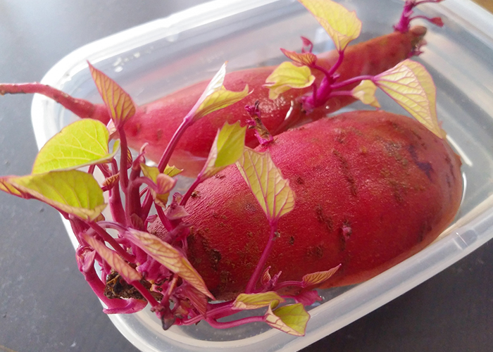 さつまいもに芽が出ている」←「これって食べてもいいの？」元スーパーの店員の回答に 「そうだったのか！」「早く知りたかった」ぱるとよ 食材ブログ