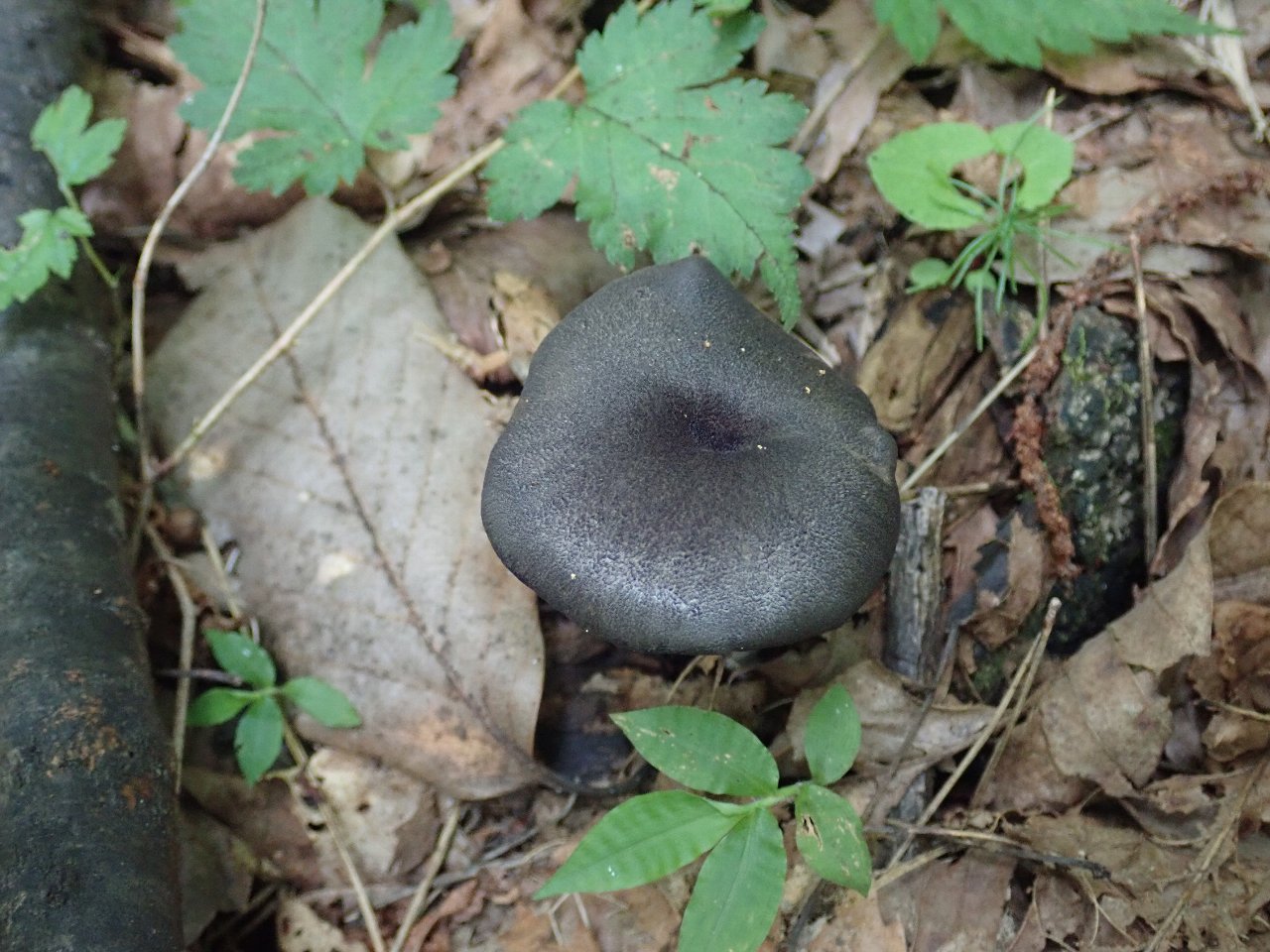 10 31に買った舞茸を今日冷凍しようと思ったら、白いカビのようなものが付- Yahoo!知恵袋