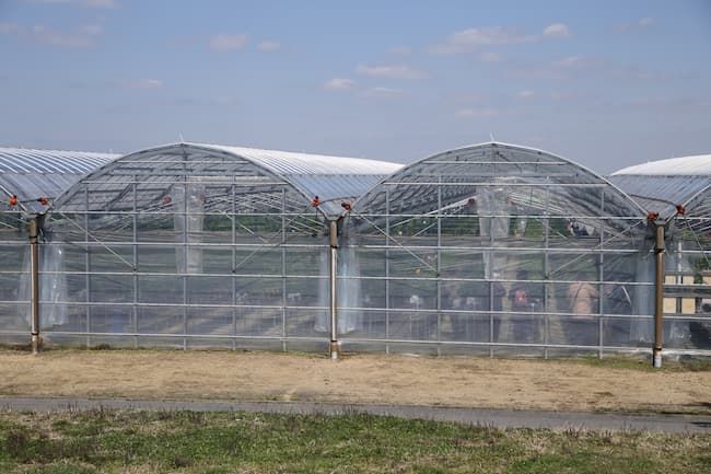 ビニールハウスの価格の目安は？ タイプ別の相場とコスパのよい購入方法を紹介