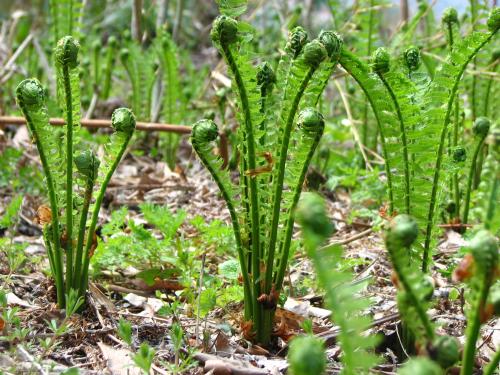福井県産◇山の幸◇天然こごみ コゴミ◇500ｇ入り◇すべての商品お食事処・旅館 あまごの宿オンラインショップ