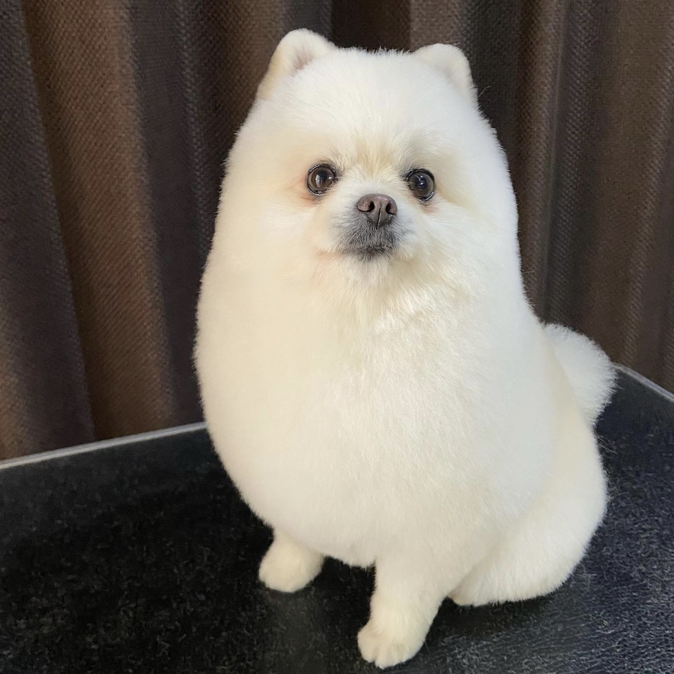 つぶつぶ屋さんから届いたばかり わたあめ カット おはなの葉挿し用の葉付き