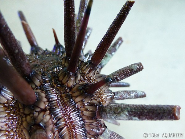 愛でる”人増加で密かなブーム、「ウニ殻」図鑑の著者が語る魅力オリコンニュース ORICON NEWS