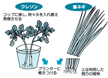 200411身近で育てる冬のプランター野菜JA西春日井