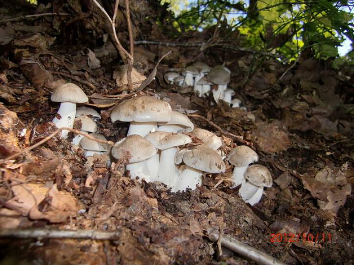 本しめじ」の人気商品一覧安い商品を通販サイトから探す - 価格.com