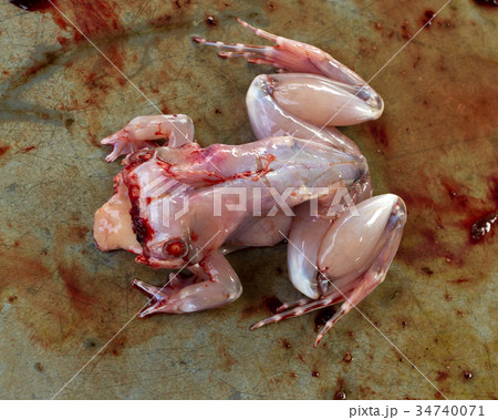 カエル!? カエル料理の楽しみ方。美しく、美味しく。 フランス料理 Grenouille