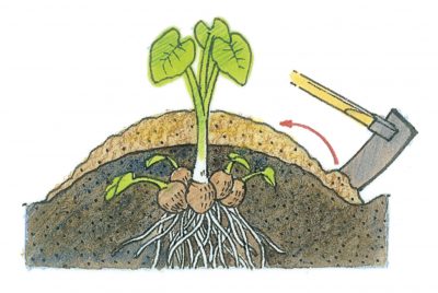 サトイモ家庭菜園のススメJAしみず