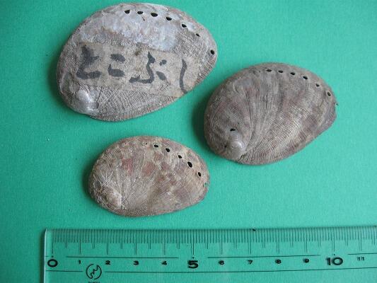 平貝 旬の時期になりました！！ – 岬水産株式会社