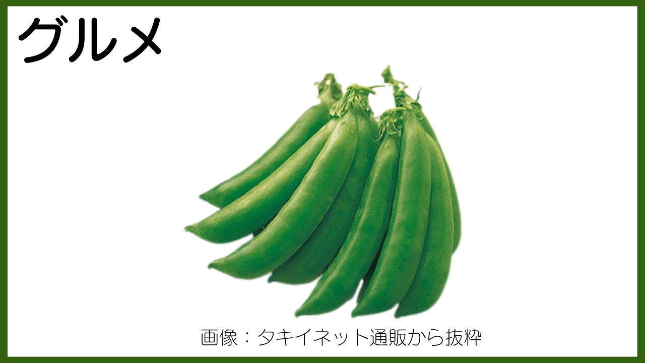 グリーンピースの収穫 防寒対策と株間、自家採種と連作栽培