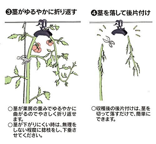 トマトの連続摘芯栽培