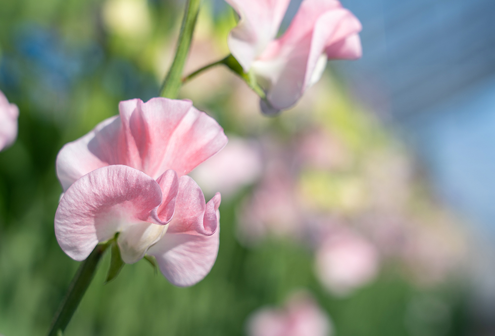 生花 スイトピー 淡いピンク 今週のオトク! OT- 花材通販はなどんやアソシエ