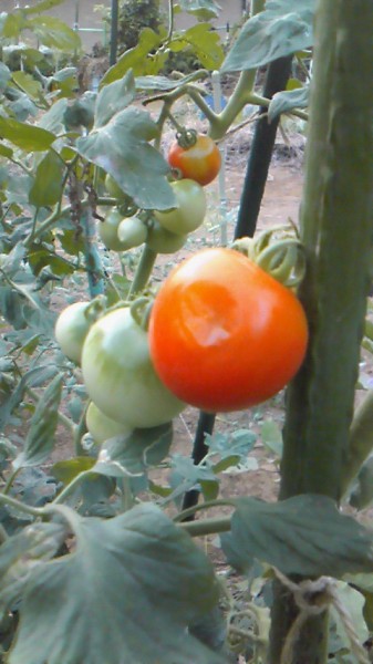 家庭菜園でトマトを育てています。今年は完熟する前に腐って 園芸相談Q＆Aみんなの趣味の園芸