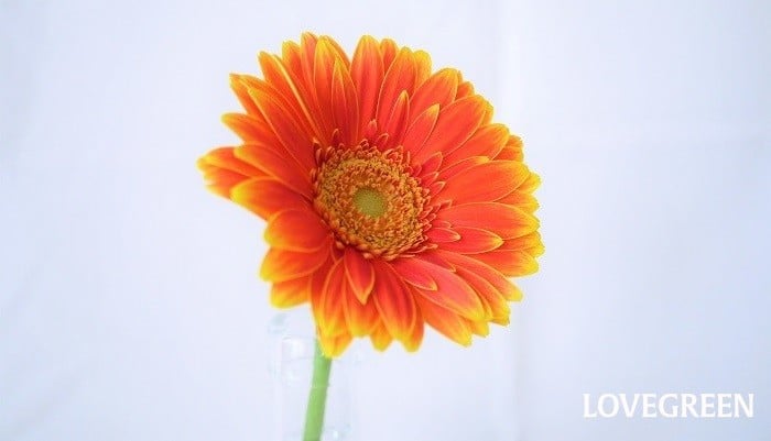 安心のクール便出荷 ガーベラ 各色10本から 選べる本数 ギフト 誕生日 花束 プレゼント 内祝い 贈り物 敬老の日 結婚祝い 母の日 出産祝いプロポーズ : BISES.Flower - 通販 - Yahoo!ショッピング