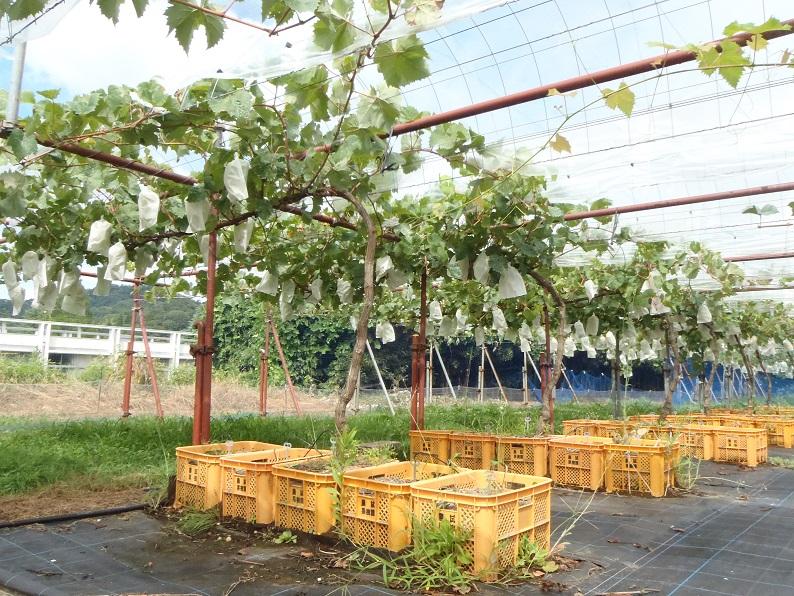 楽天市場 敬老の日 ギフト 果樹 プレゼント ＼日本に唯一 実付でお届け！一文字仕立て イチジク コンテナ植え鉢植え 敬老の日期間9月10日〜9月15日 地域限定送料無料 収穫 いちじく 無花果 花 果物 祖父 植物 贈り物 お祝い 60代 70代 80代 花お中元 夏のギフト