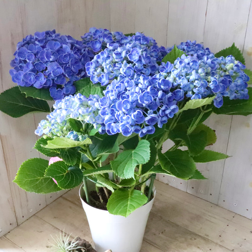 かわいい花びらが特徴のオタフクアジサイの歴史は古い