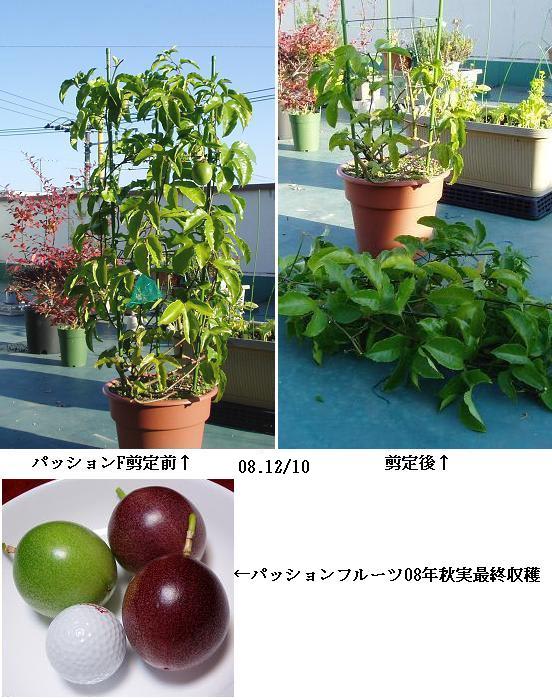 パッションフルーツの育て方鉢植え栽培できる？種まきや収穫時期は？🍀GreenSnap グリーンスナップ