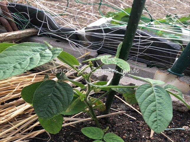家庭菜園 自宅プランターで枝豆栽培第３弾 実付き- 思いのままに 今はマラソンより家庭菜園
