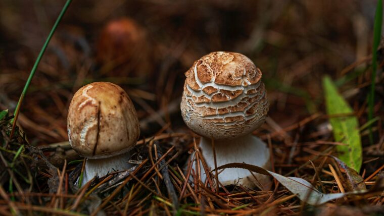 傷みかけキノコ 食べるか捨てるか判断するポイントESSEonline エッセ オンライン