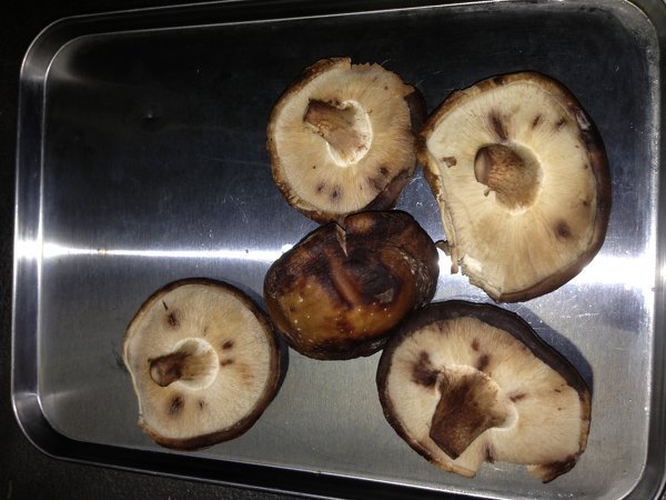 しいたけに発生した白いカビのようなものは食べられるの