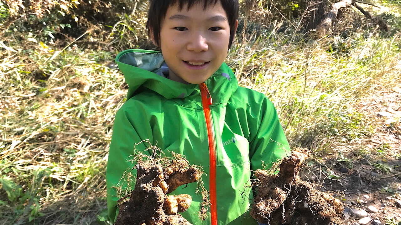 ヤマイモ？ : 世話要らずの庭