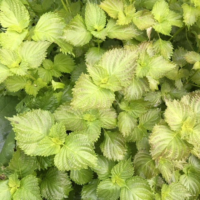 大葉ぐっち夫婦のオフィシャルレシピサイト -レシピブック オンライン