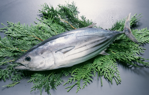 冷凍カツオを さばく！ 生ガツオとほぼ一緒のさばき方！魚食普及推進センター 一般社団法人 大日本水産会